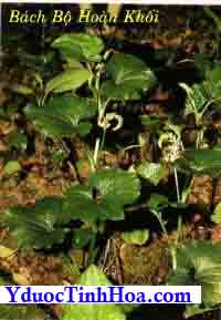 Bách bộ, bachbo, bach bo, Stemona tuberosa Lour.