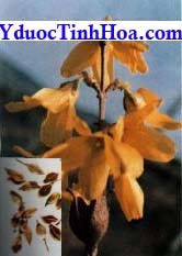  liên kiều, lien kieu, lienkieu - vị thuốc,Forsythia suspensa Vahl. Họ Nhài (Oleaceae).