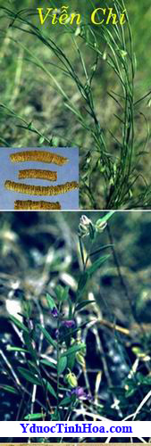  Viễn trí, vien tri, vientri, khổ viễn chí, kho vien chi, Polygala tenuifolia Willd- Họ Viễn chí (Polygalaceae).